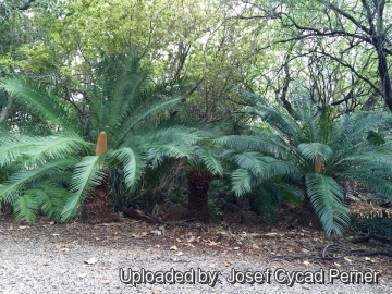 Cycas tansachana