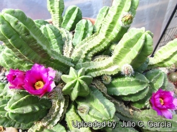 Echinocereus viereckii subs. morricalii