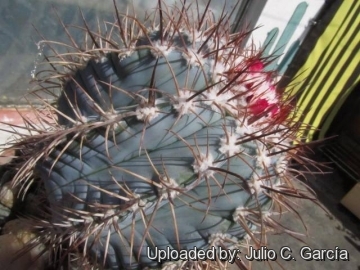 Melocactus azureus