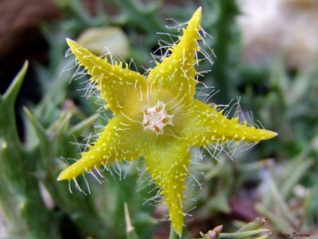 Orbea dummeri