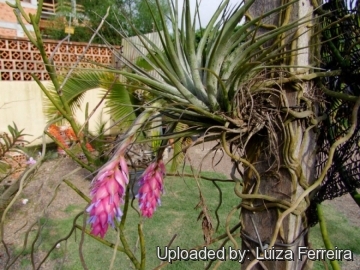 Tillandsia stricta