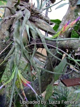 Tillandsia caput-medusae