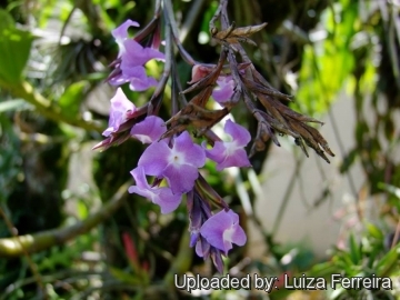 Tillandsia streptocarpa