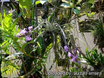 Tillandsia streptocarpa