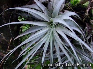 Tillandsia gardneri