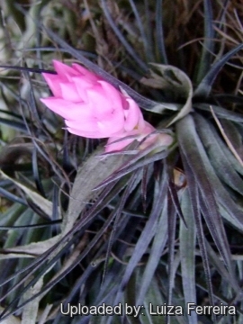 Tillandsia tenuifolia