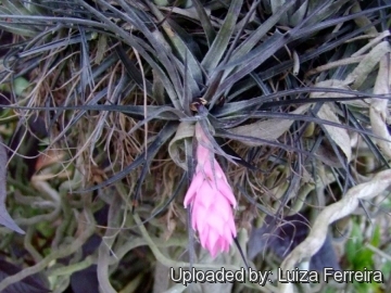 Tillandsia tenuifolia