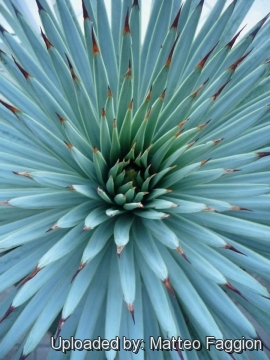 Agave rzedowskiana