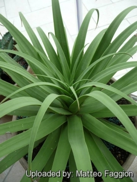 Agave bracteosa