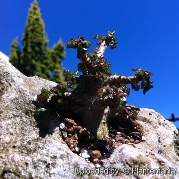 Boswellia nana