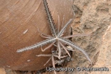 Boswellia elongata