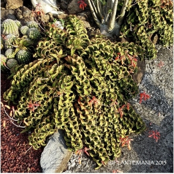 Aloe castilloniae