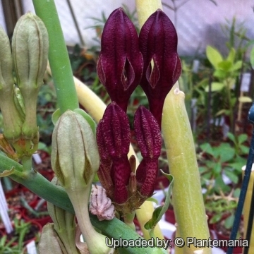 Ceropegia rupicola