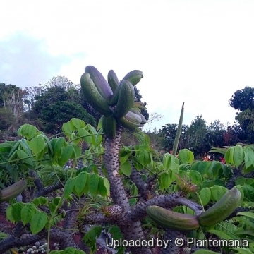 Pachypodium lamerei var. ramosum