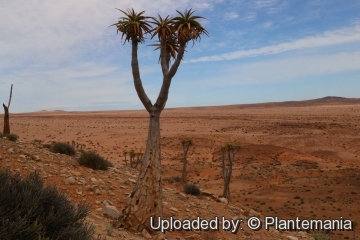 Aloe pillansii