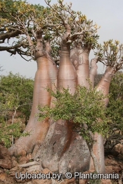 Adenium obesum subs. socotranum