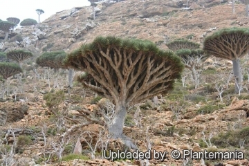 Dracaena cinnabari