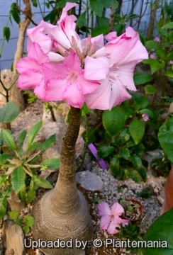 Adenium obesum subs. socotranum