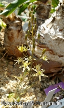 Ornithogalum adseptentrionesvergentulum