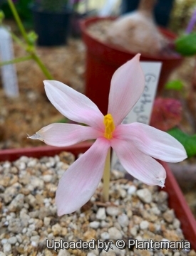 Gethyllis villosa