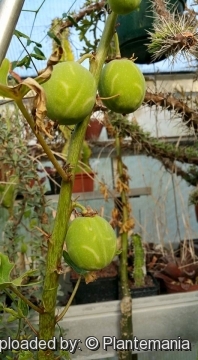 Adenia ellenbeckii