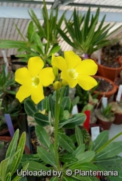 Pachypodium rosulatum subs. makayense