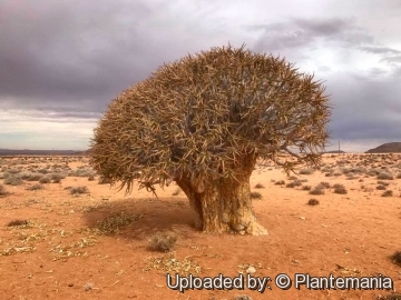 Aloe dichotoma