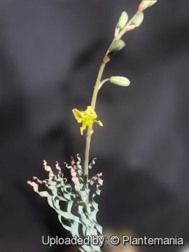 Albuca aperta