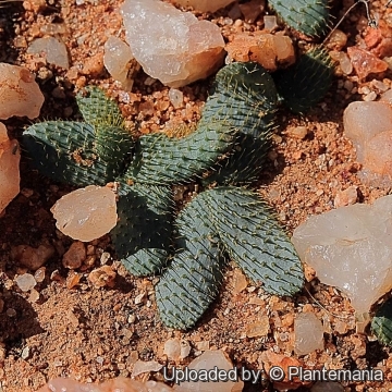 Brunsvigia namaquana