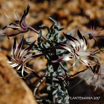 Ornithoglossum undulatum