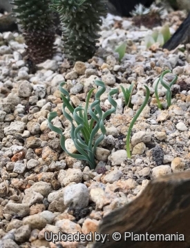 Albuca concordiana