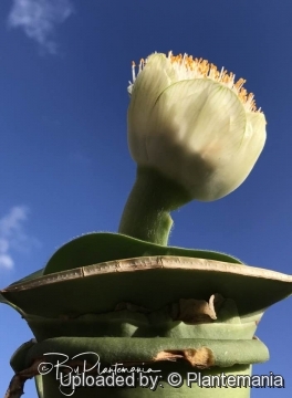 Haemanthus deformis