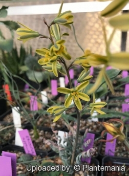 Albuca aperta