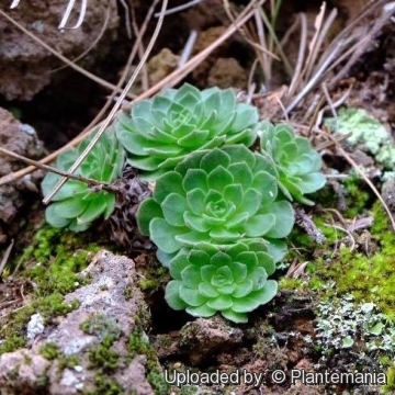 Aeonium aizoon