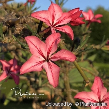 Pachypodium succulentum