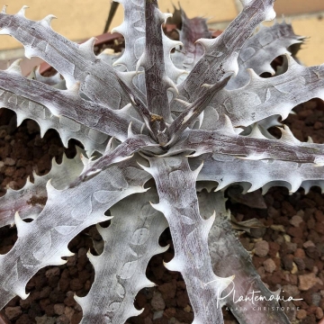 Dyckia goehringii