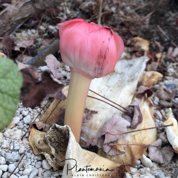 Haemanthus sanguineus