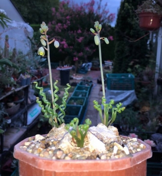 Albuca bruce-bayeri