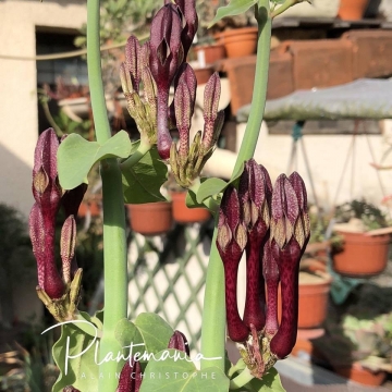 Ceropegia rupicola