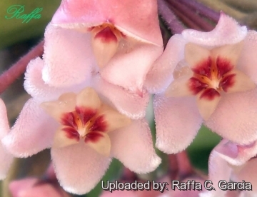 Hoya carnosa