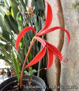 Sprekelia formosissima