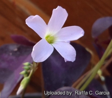 Oxalis triangularis