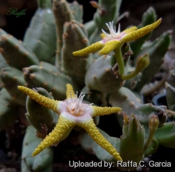 Stapelia flavopurpurea