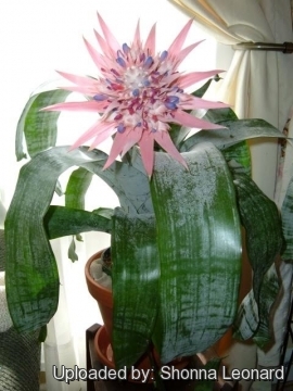 Aechmea fasciata