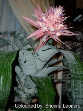 Aechmea fasciata