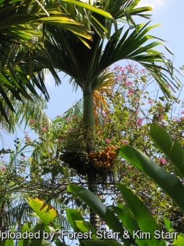 Areca catechu