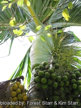 Areca catechu