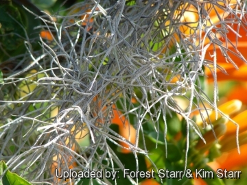 Tillandsia usneoides