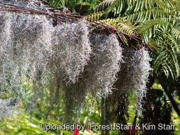 Tillandsia usneoides