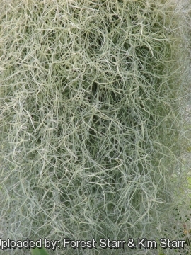 Tillandsia usneoides